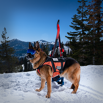 Ken Volz and Griffen, certified air scent and avalanche