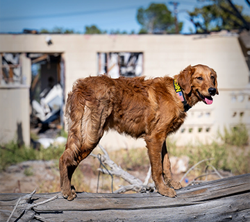 Ember DeLannoy and "Basin", certified human remains detection
